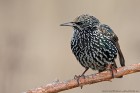 EOS 5D Mark IV_2018_01_21_46063
