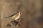 EOS 5D Mark IV_2017_12_29_42682