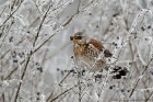 EOS-1D Mark IV_2017_01_22_1399