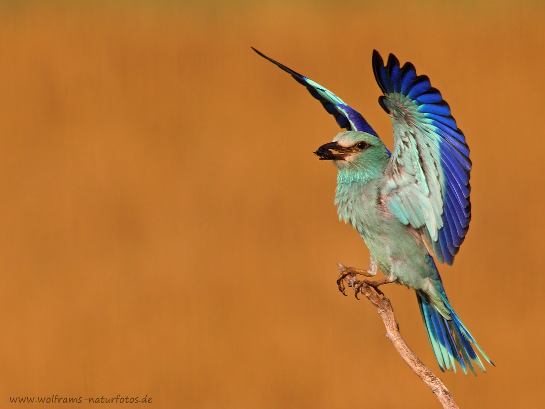 EOS 5D Mark IV_2018_05_27_57137