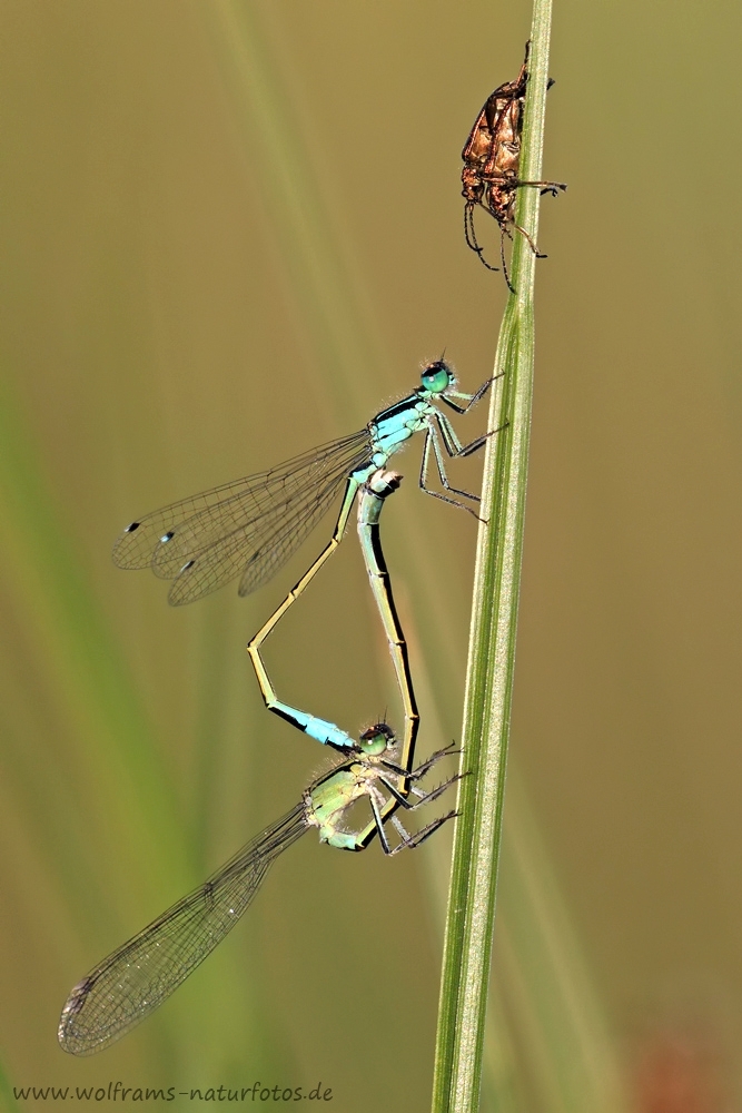 EOS 7D Mark II_2017_06_01_19995