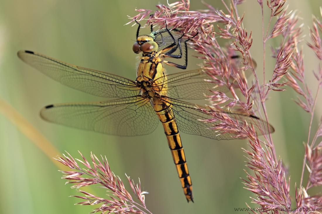 EOS-1D Mark IV_2017_07_04_24147