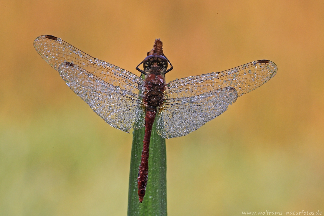 blutrote_heidelibelle2