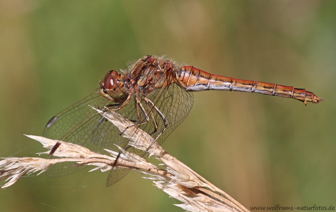 gemeine_hedelibelle2