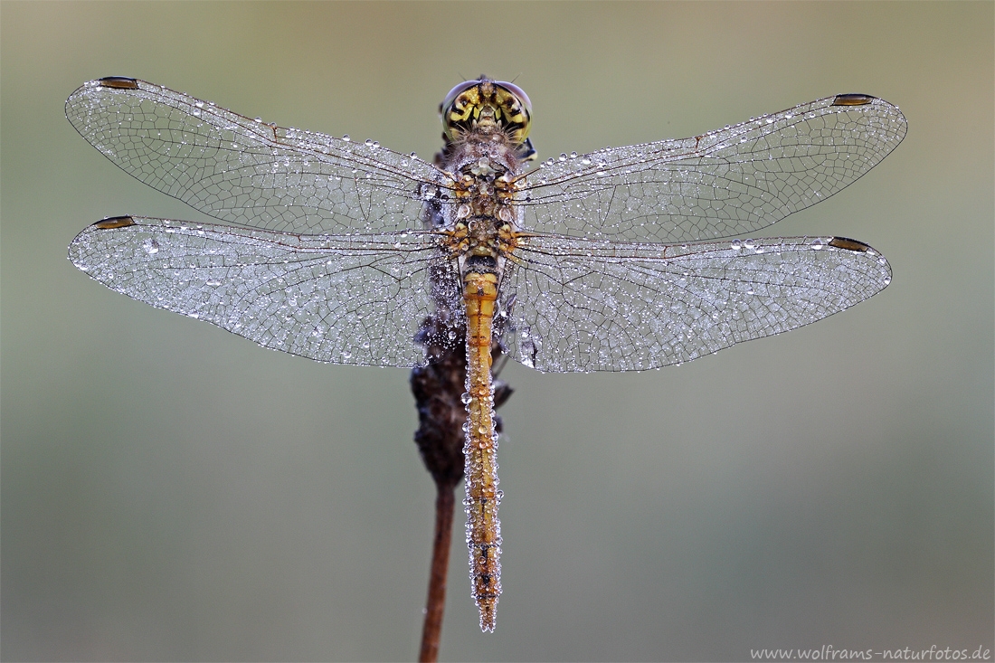 gemeine_heidelibelle2