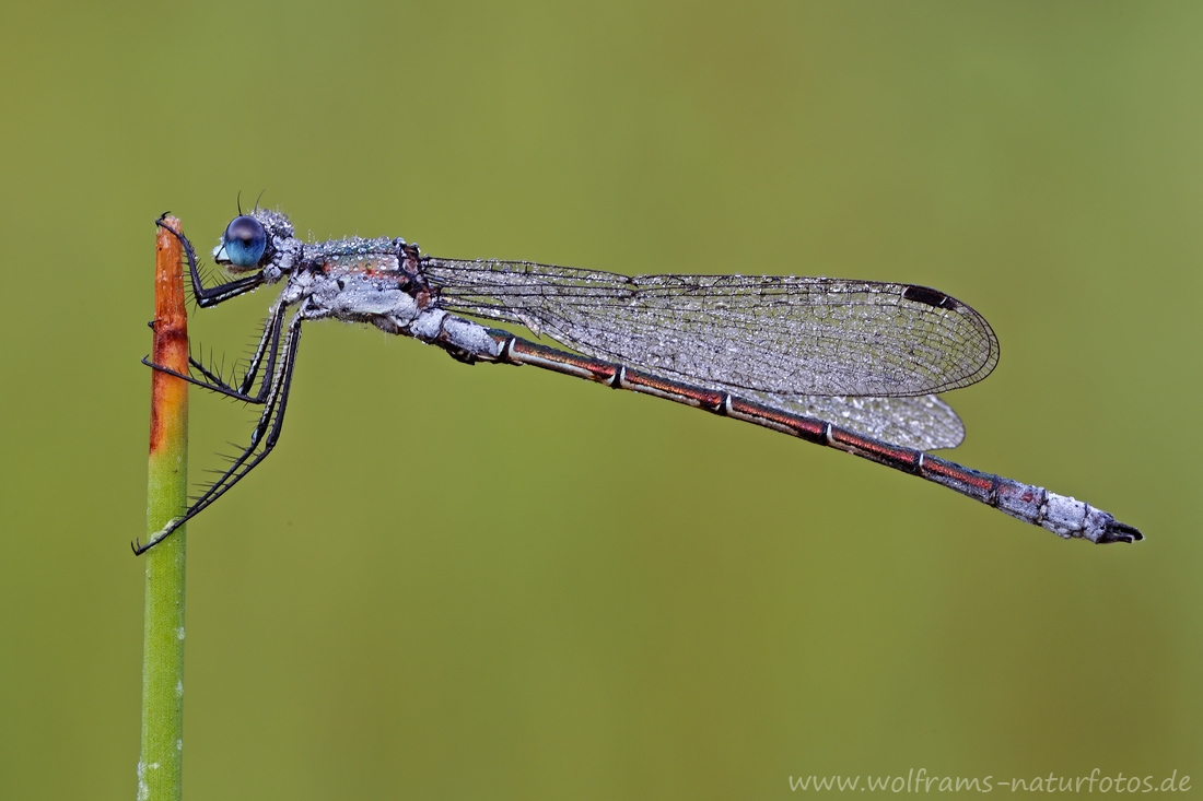 glaenzende_binsenjungfer