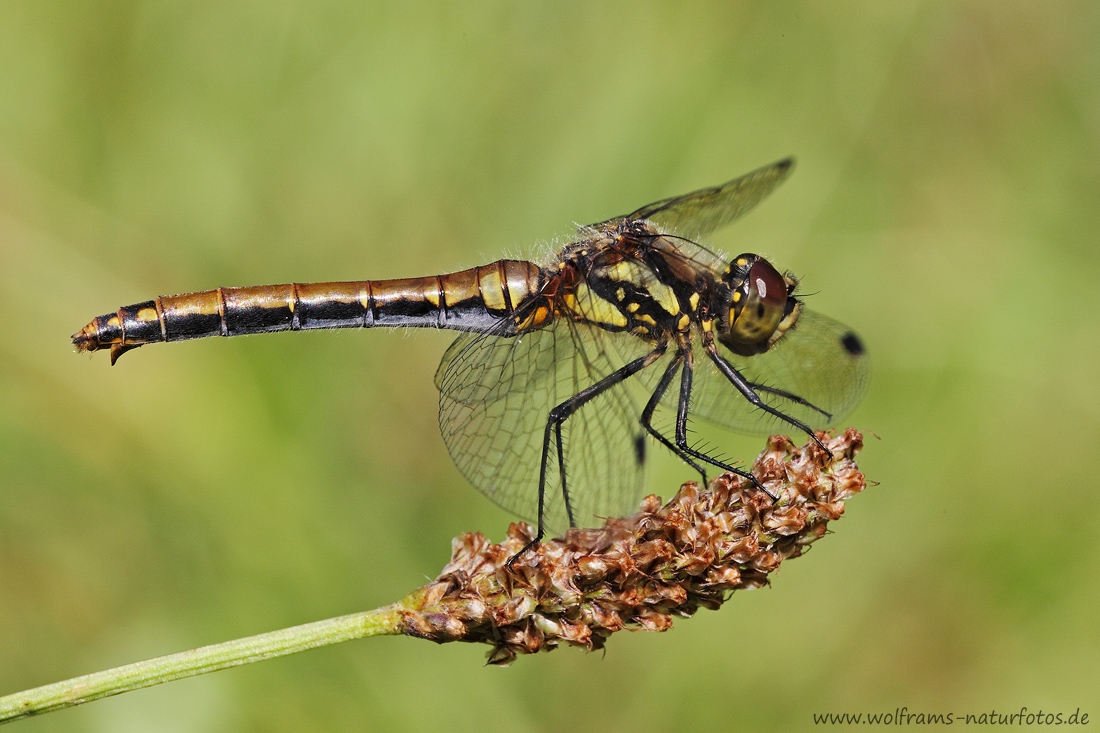 schwarze_heidelibelle