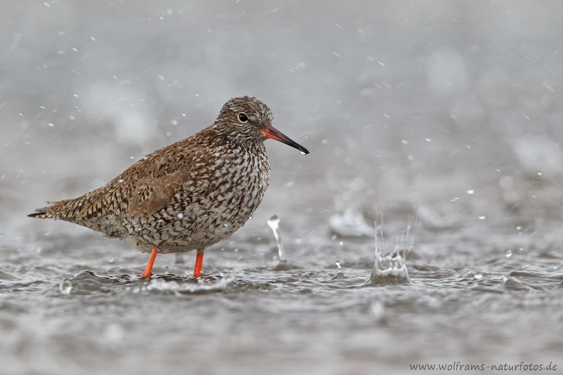 EOS-1D Mark IV_2017_07_31_28649