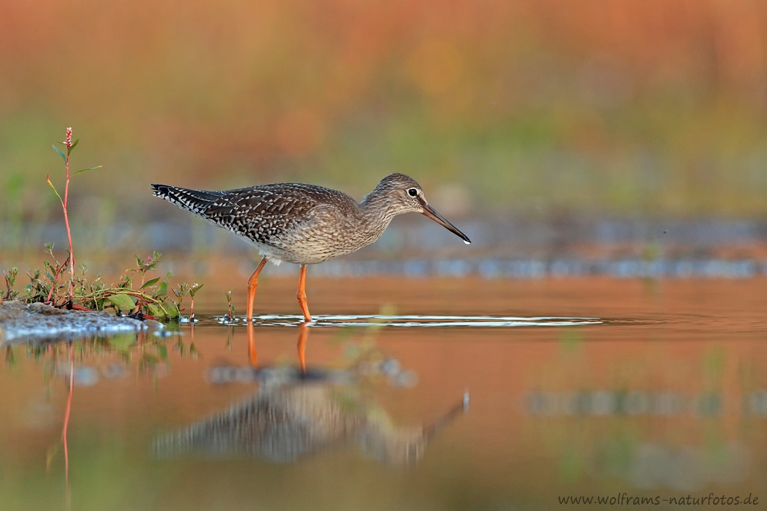 EOS-1D Mark IV_2017_08_27_33242