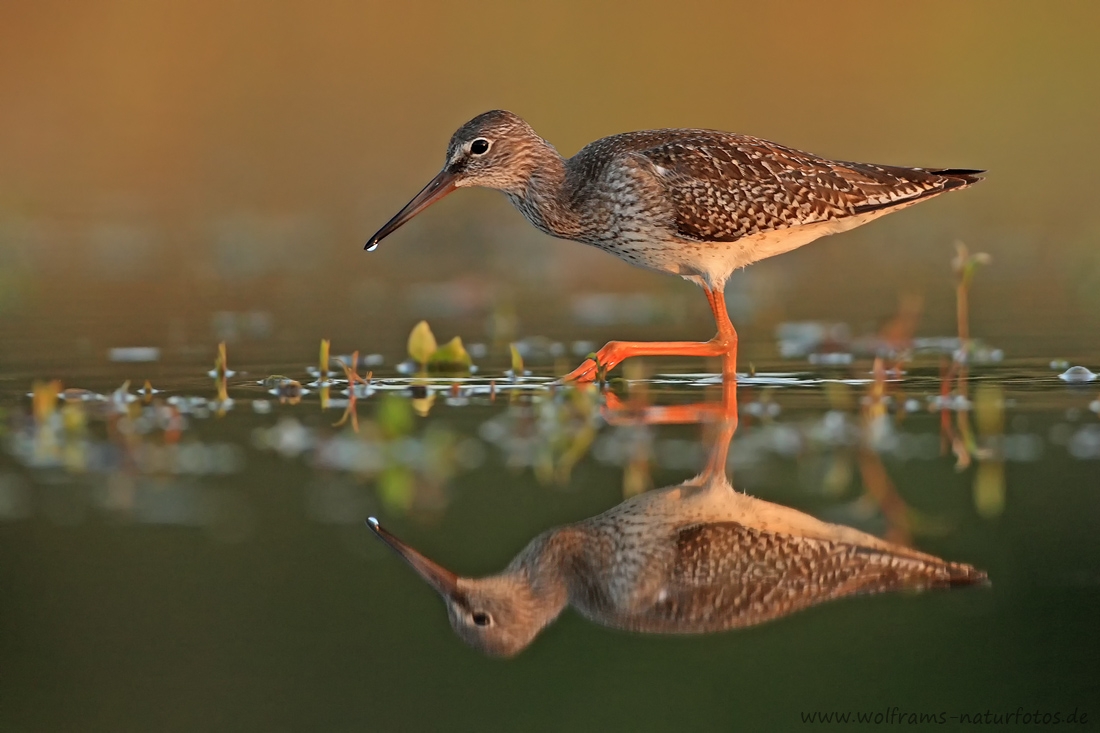 EOS-1D Mark IV_2017_08_28_33612