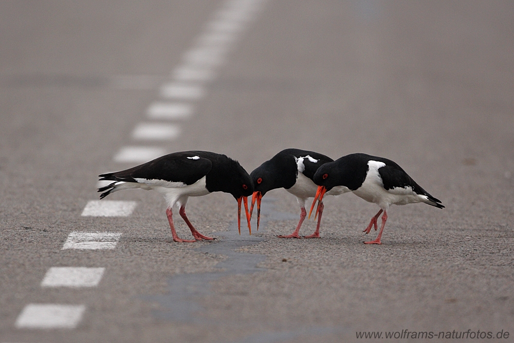 austernfischer2_1000