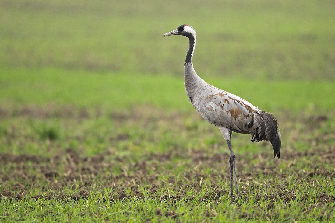 kranich5