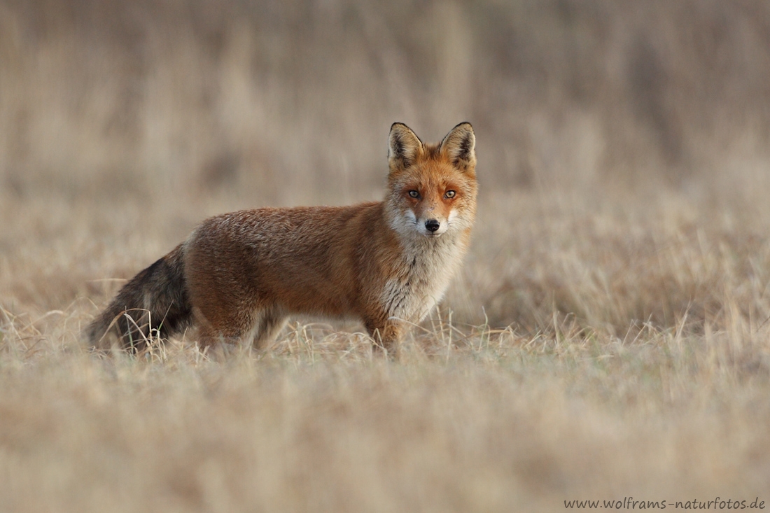 fuchs_3