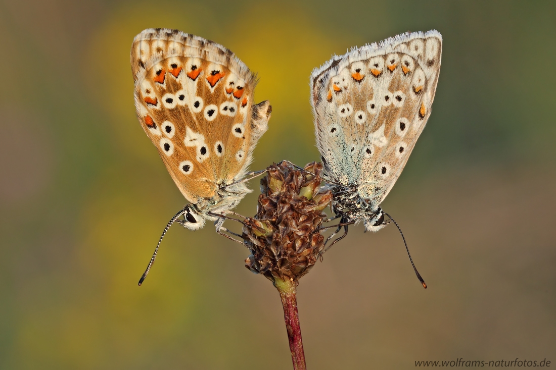 silbergruener_blaeuling