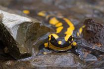 Feuersalamander