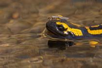 Feuersalamander