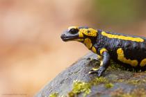 Feuersalamander
