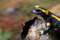Feuersalamander