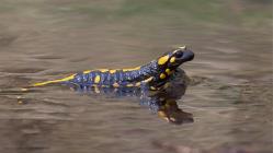 Feuersalamander