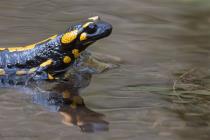 Feuersalamander