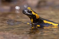 Feuersalamander