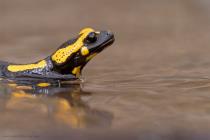 Feuersalamander