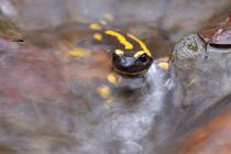 Feuersalamander