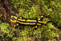 Feuersalamander