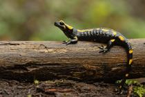 Feuersalamander
