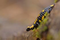Feuersalamander