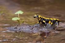Feuersalamander