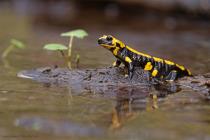 Feuersalamander