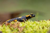 Feuersalamander