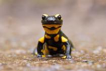 Feuersalamander