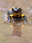 Feuersalamander