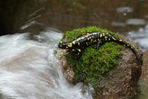 Feuersalamander
