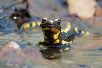 Feuersalamander