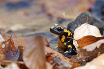 Feuersalamander