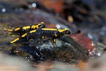 Feuersalamander