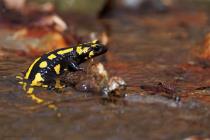 Feuersalamander