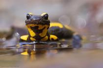 Feuersalamander