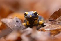 Feuersalamander