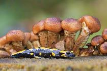 Feuersalamander