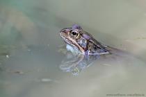 Grasfrosch