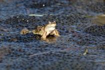 Grasfrosch