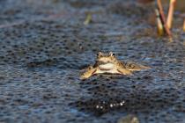 Grasfrosch