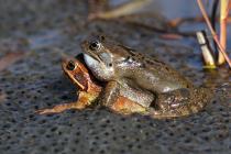 Grasfrosch