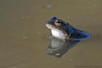 Grasfrosch