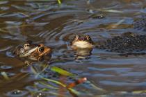 Grasfrosch