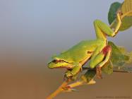 Laubfrosch